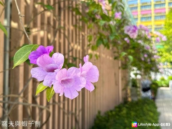 香港賞花 | 坑口文曲里公園 | 蒜香藤