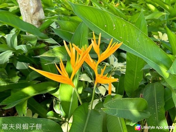 香港賞花 | 坑口文曲里公園 | 蒜香藤