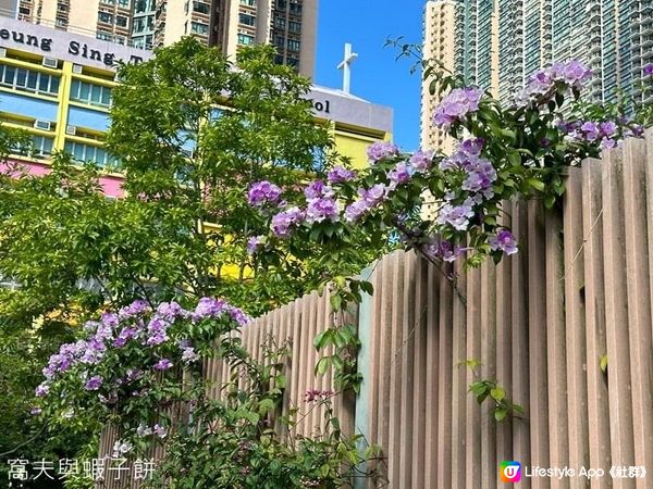 香港賞花 | 坑口文曲里公園 | 蒜香藤