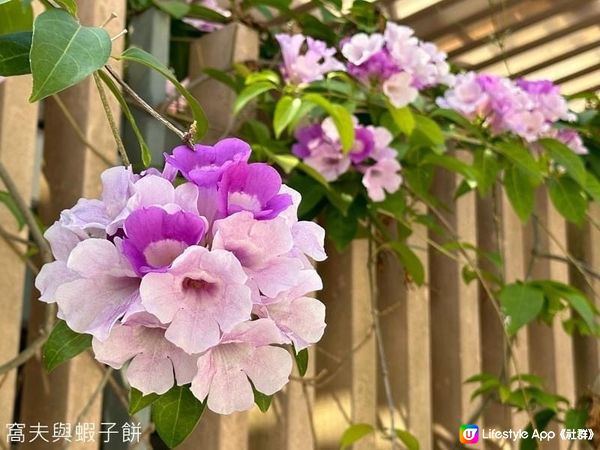 香港賞花 | 坑口文曲里公園 | 蒜香藤