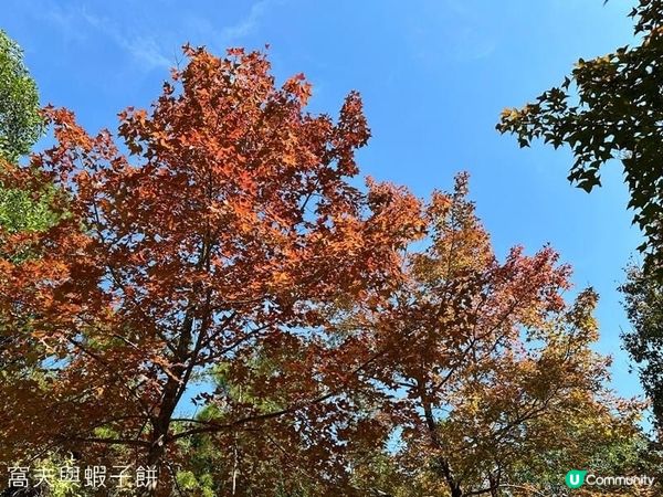 香港郊遊 | Hello Kitty同你遊大棠賞紅葉