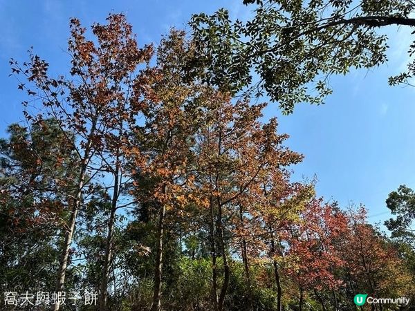 香港郊遊 | Hello Kitty同你遊大棠賞紅葉