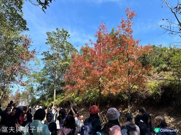 香港郊遊 | Hello Kitty同你遊大棠賞紅葉