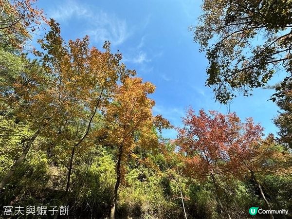 香港郊遊 | Hello Kitty同你遊大棠賞紅葉