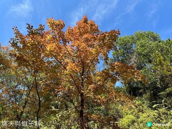 香港郊遊 | Hello Kitty同你遊大棠賞紅葉