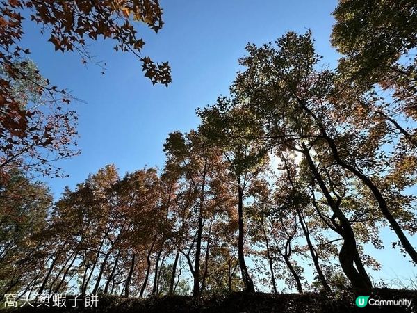 香港郊遊 | Hello Kitty同你遊大棠賞紅葉