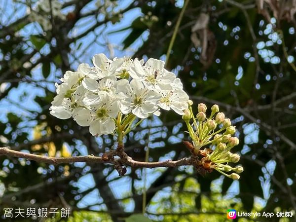 香港好去處．香港濕地公園．一月紅葉．二月李花