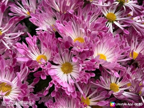 香港好去處 | 香港公園 | 大年初四賞花紀錄