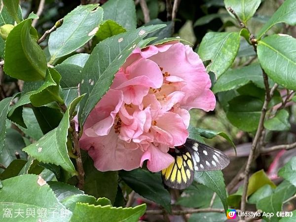 香港好去處 | 香港公園 | 大年初四賞花紀錄