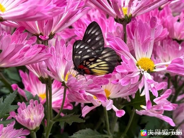 香港好去處 | 香港公園 | 大年初四賞花紀錄