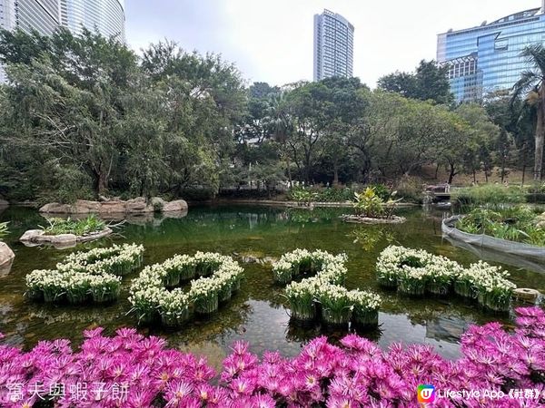香港好去處 | 香港公園 | 大年初四賞花紀錄