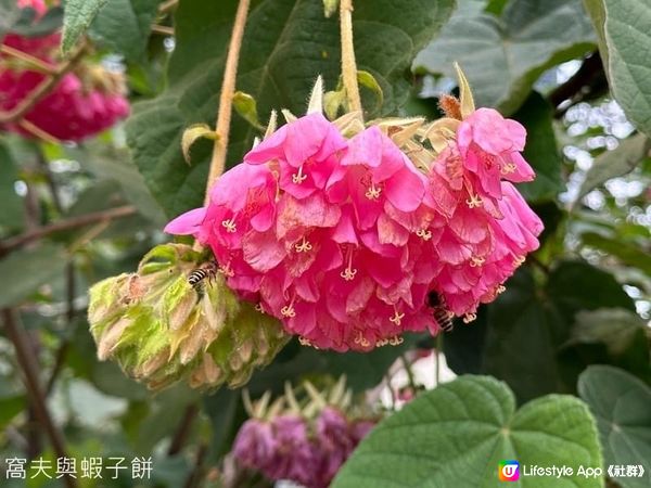 香港好去處 | 香港公園 | 大年初四賞花紀錄