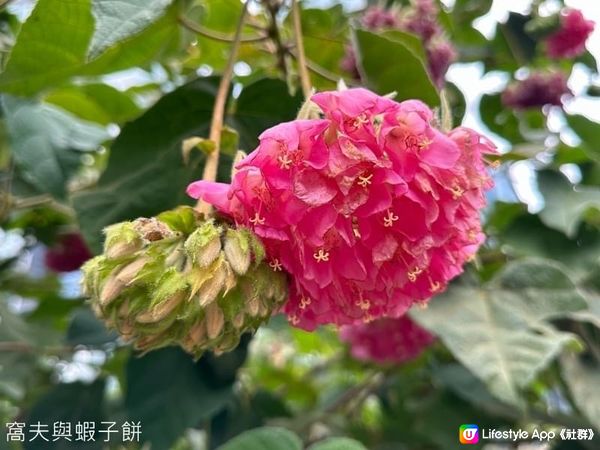 香港好去處 | 香港公園 | 大年初四賞花紀錄