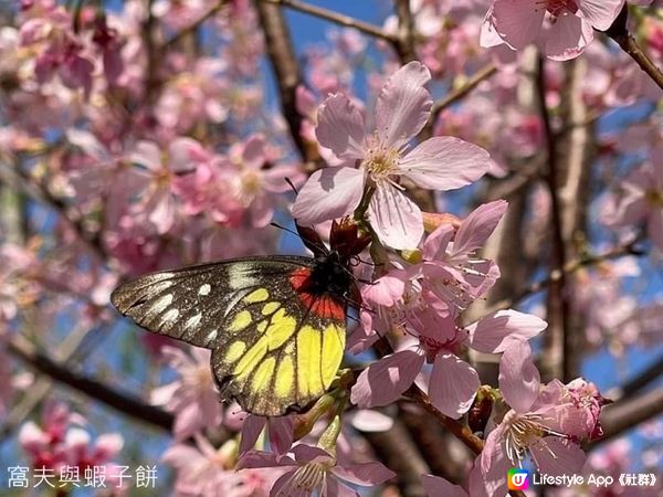 香港好去處 | 坐港鐵屯馬線去賞櫻(一) | 天水圍公園