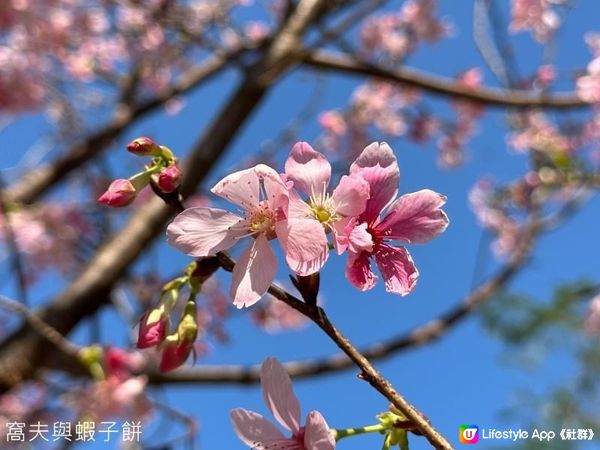 香港好去處 | 坐港鐵屯馬線去賞櫻(一) | 天水圍公園