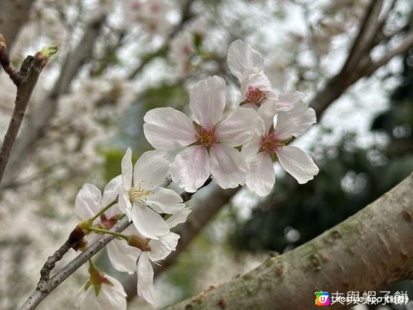 香港好去處 | 坐港鐵屯馬線去賞櫻(一) | 天水圍公園