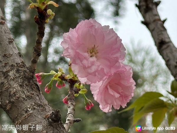 香港好去處 | 坐港鐵屯馬線去賞櫻(一) | 天水圍公園