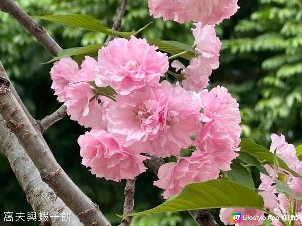 香港好去處 | 坐港鐵屯馬線去賞櫻(一) | 天水圍公園