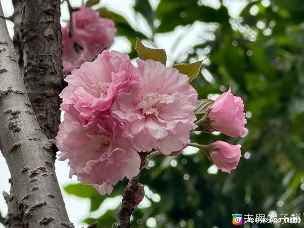 香港好去處 | 坐港鐵屯馬線去賞櫻(一) | 天水圍公園