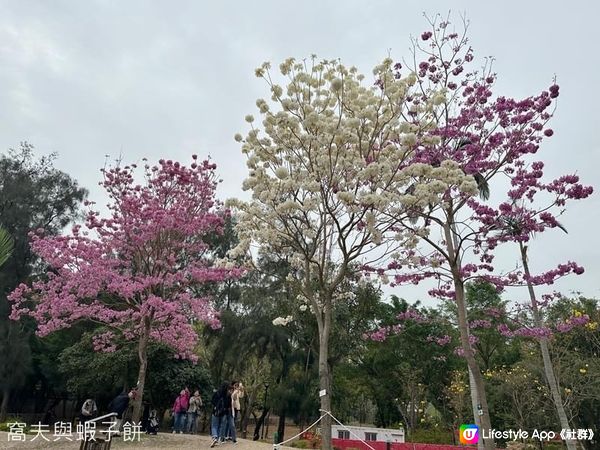 香港好去處 | 坐港鐵屯馬線去賞櫻(一) | 天水圍公園