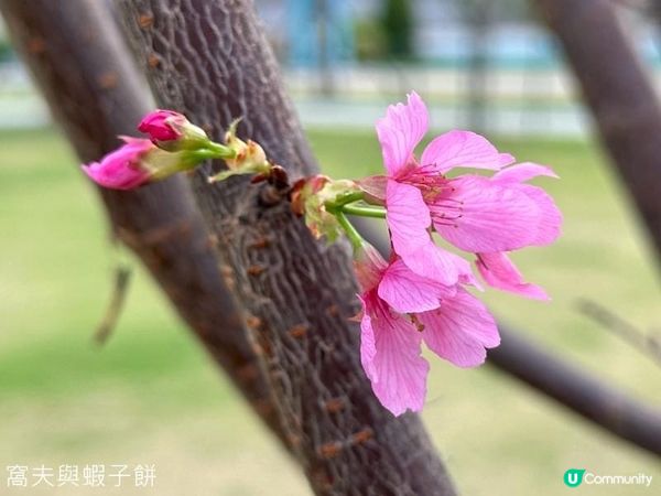 香港好去處 | 坐港鐵屯馬線去賞櫻 | 馬鞍山恆明街