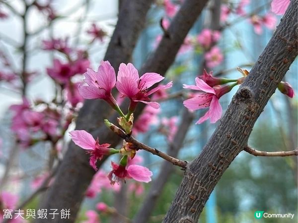 香港好去處 | 坐港鐵屯馬線去賞櫻 | 馬鞍山恆明街