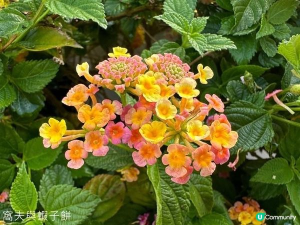 香港好去處 | 坐港鐵屯馬線去賞櫻 | 馬鞍山恆明街