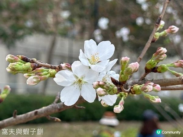 香港好去處．坐港鐵屯馬線去賞櫻．石門安景街公園