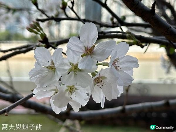 香港好去處．坐港鐵屯馬線去賞櫻．石門安景街公園
