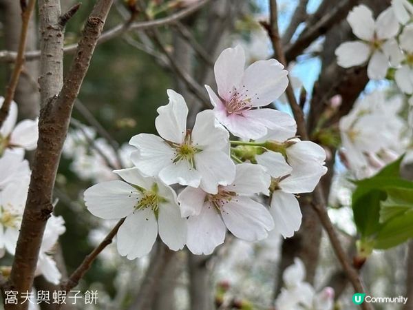 香港好去處．坐港鐵屯馬線去賞櫻．石門安景街公園