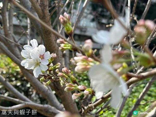 香港好去處．坐港鐵屯馬線去賞櫻．石門安景街公園