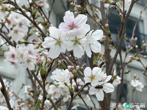 香港好去處．坐港鐵屯馬線去賞櫻．石門安景街公園