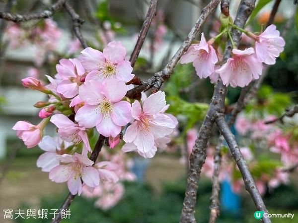 香港好去處．坐港鐵屯馬線去賞櫻．石門安景街公園