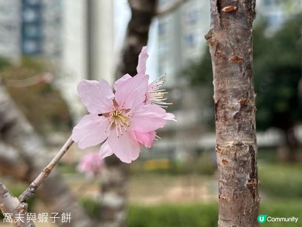 香港好去處．坐港鐵屯馬線去賞櫻．石門安景街公園