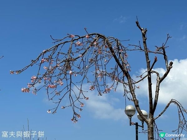 香港好去處．坐港鐵屯馬線去賞櫻．石門安景街公園