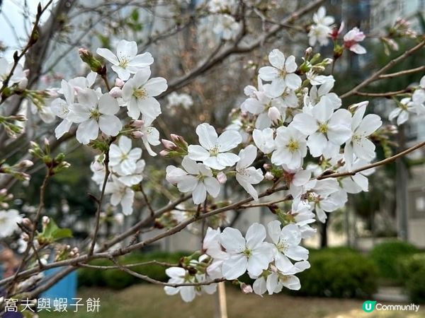 香港好去處．坐港鐵屯馬線去賞櫻．石門安景街公園