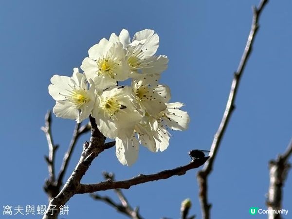 香港好去處．坐港鐵屯馬線去賞櫻．石門安景街公園