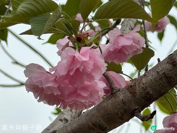 香港好去處 | 坐港鐵屯馬線去賞櫻 (四) | 元朗公園