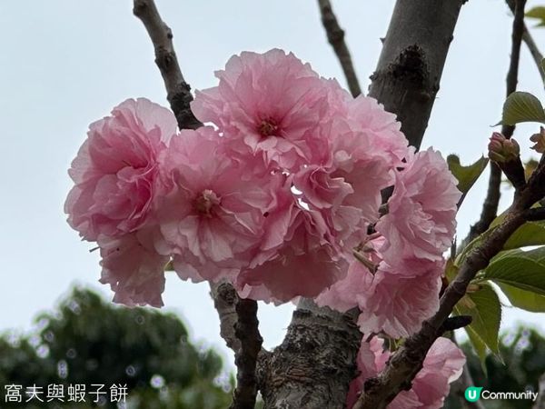 香港好去處 | 坐港鐵屯馬線去賞櫻 (四) | 元朗公園