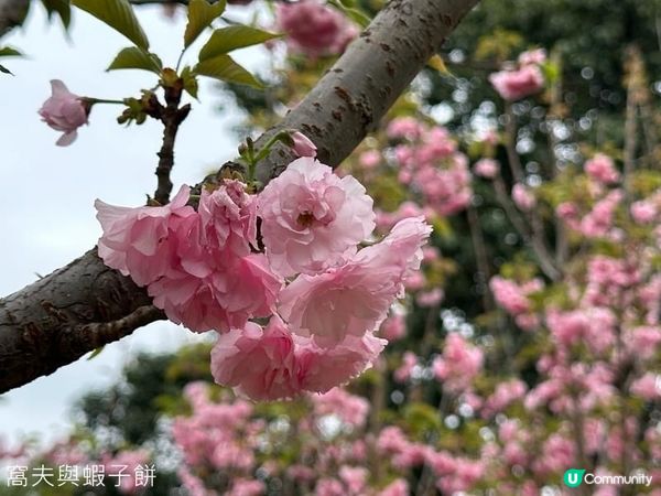 香港好去處 | 坐港鐵屯馬線去賞櫻 (四) | 元朗公園