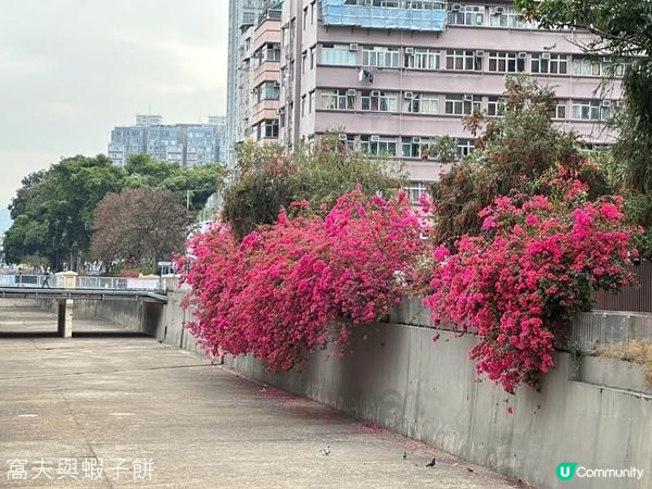 香港好去處 | 坐港鐵屯馬線去賞櫻 (四) | 元朗公園