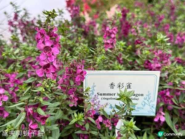 香港好去處．銅鑼灣維園花展．主題花香彩雀．金魚草