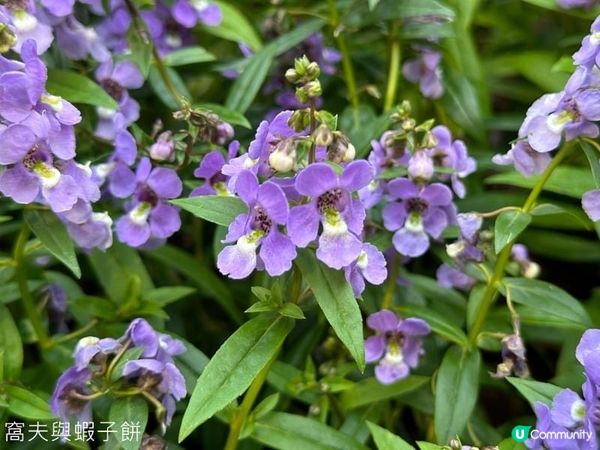 香港好去處．銅鑼灣維園花展．主題花香彩雀．金魚草