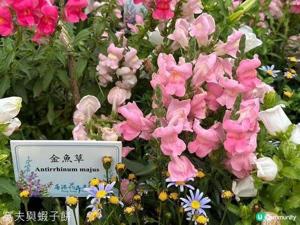 香港好去處．銅鑼灣維園花展．主題花香彩雀．金魚草