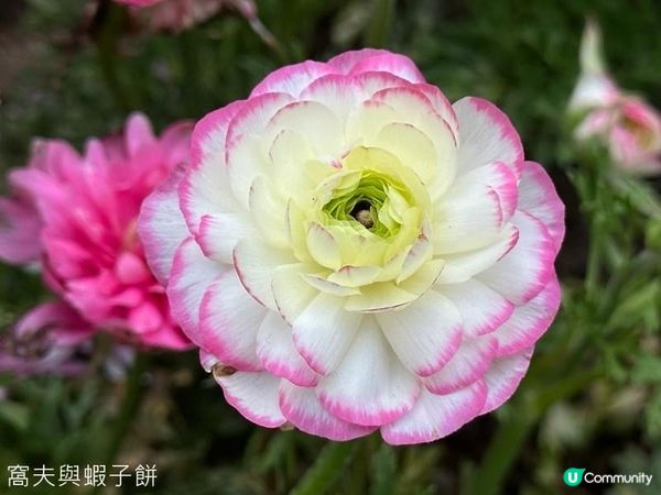 香港好去處 | 銅鑼灣維園花展 | 花無茛