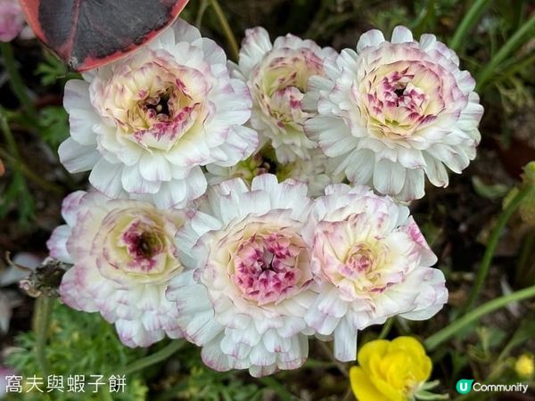 香港好去處 | 銅鑼灣維園花展 | 花無茛