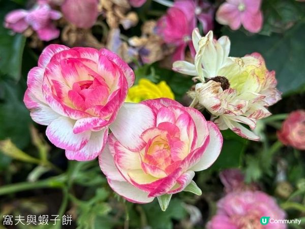 香港好去處 | 銅鑼灣維園花展 | 花無茛