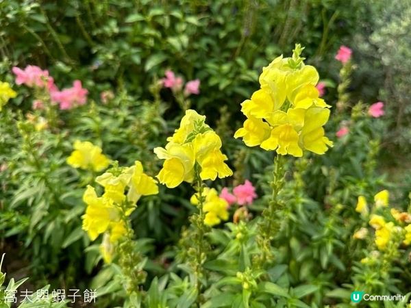 香港好去處．復活節節目．將軍澳賞花．東九文化中心花海