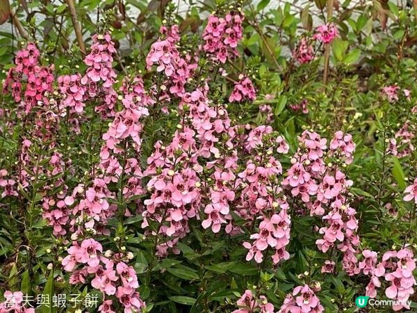 香港好去處．復活節節目．將軍澳賞花．東九文化中心花海