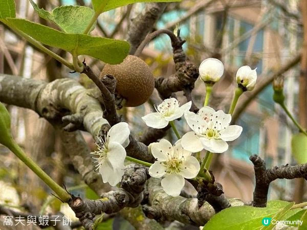 香港好去處．復活節節目．將軍澳賞花．東九文化中心花海